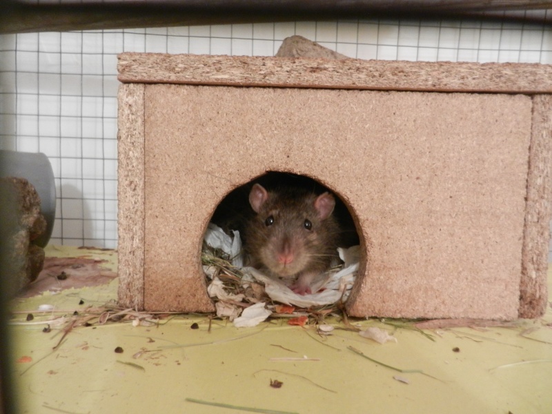 Dpt 48 - Lardou - Rat mâle de plus d'un an - Gris et blanc - Parti...  Dscn4918