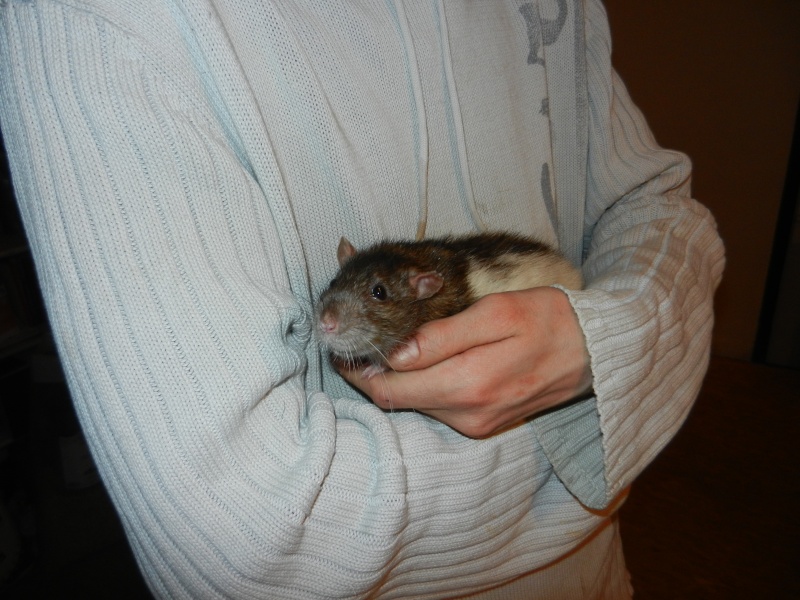 Dpt 48 - Lardou - Rat mâle de plus d'un an - Gris et blanc - Parti...  Dscn5010