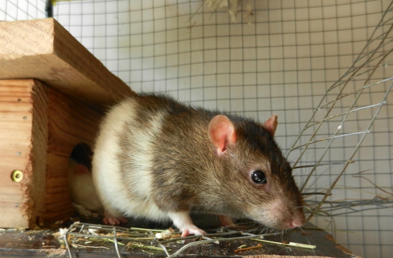 Dpt 48 - Lardou - Rat mâle de plus d'un an - Gris et blanc - Parti...  Dscn5028