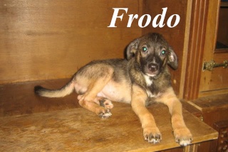 Récapitulatif de janvier 2011 Frodo10
