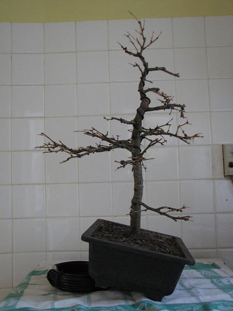 Larix - Taille 30-01-13