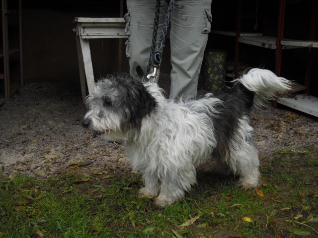 DINO petit chien de 9 mois - Aunay sur Odon 14 Cimg0510