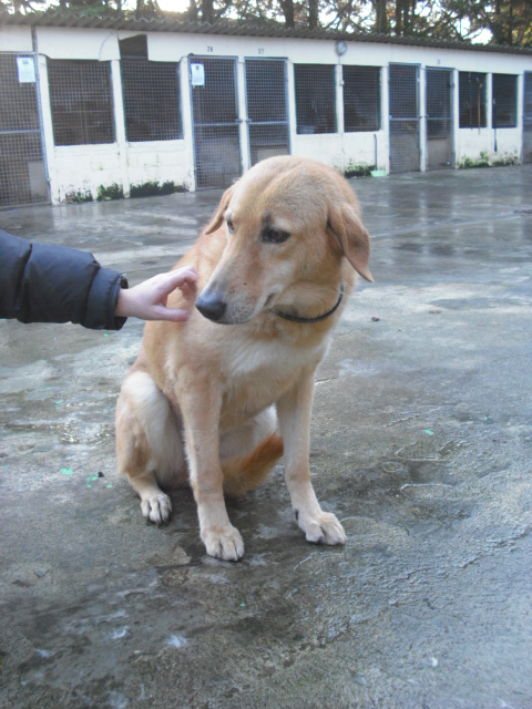 DAMA gentille chienne de 8 ans retirée de l'enfer de Ceuta Cimg0833