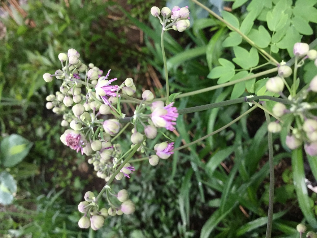 Identification demandee svp (identification: verbascum, thalictrum et lynchnis) Image12