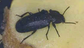 CULTIVO DE TENEBRIO MOLITOR