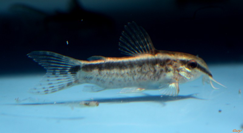 Corydoras Gracilis Img_2110