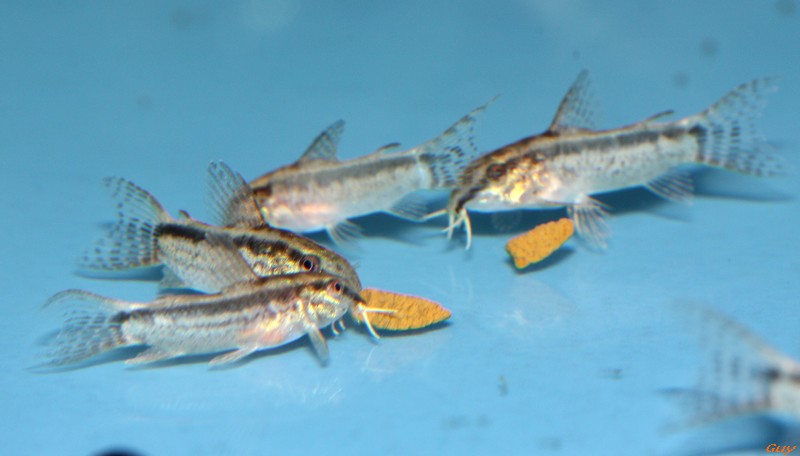 Corydoras Gracilis Img_2122