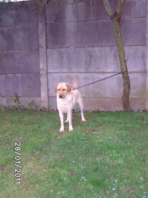 Canelle, jeune LABRADOR sable à SARREBOURG Cannel10