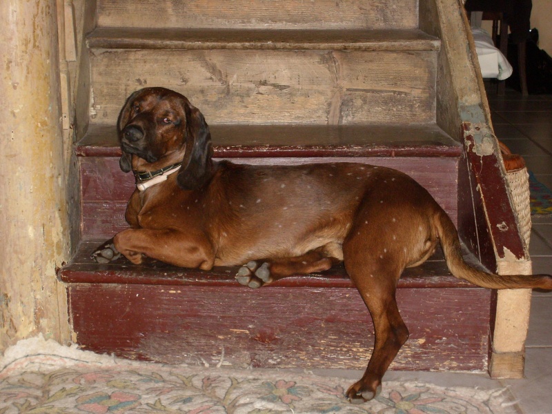 Perdu chien rouge de Bavière secteur Morhange - 57 -  Chien_10