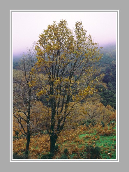 I MIEI PAESAGGI Albero11