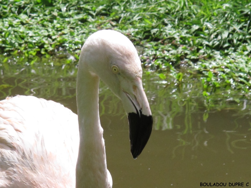 Phoenicopterus chilensis Img_2112