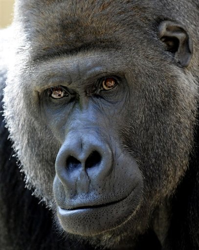 Le dernier gorille d'Inde a besoin d'une partenaire Photo_10