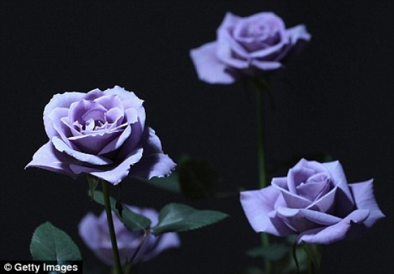 Les premières roses de couleur bleue Roses-10
