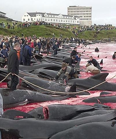 Le massacre des dauphins Calderon (images choquantes) Tm_0_110