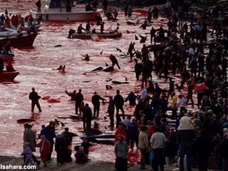 Le massacre des dauphins Calderon (images choquantes) Tm_1_114