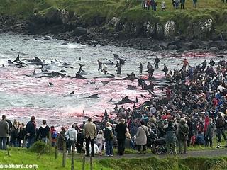 Le massacre des dauphins Calderon (images choquantes) Tm_1_116
