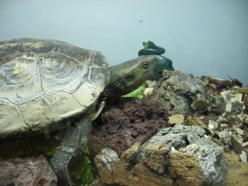 urgent adoption d'une tortue ! News_t10
