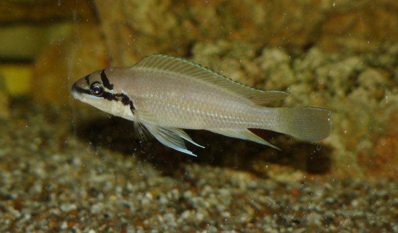 Chalinochromis brichardi P1020710