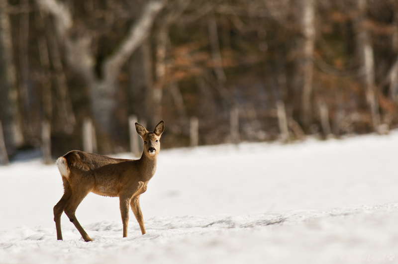 par une belle matine d'hiver.. Phi_4117