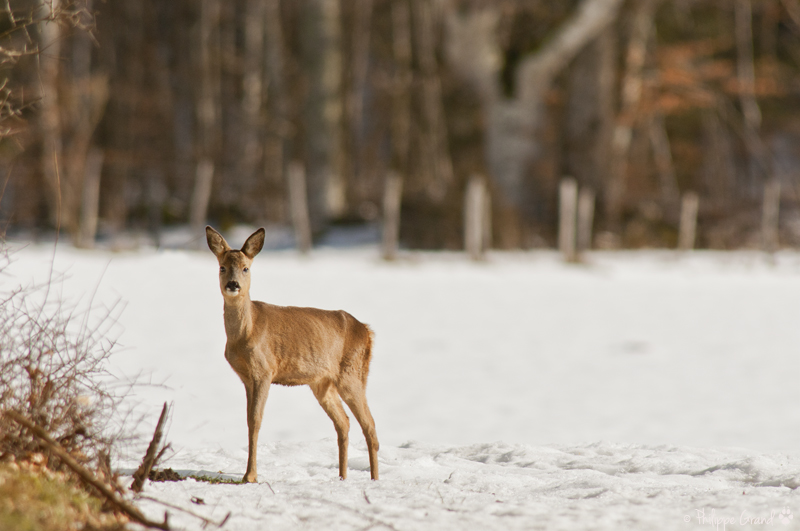 par une belle matine d'hiver.. Phi_4118