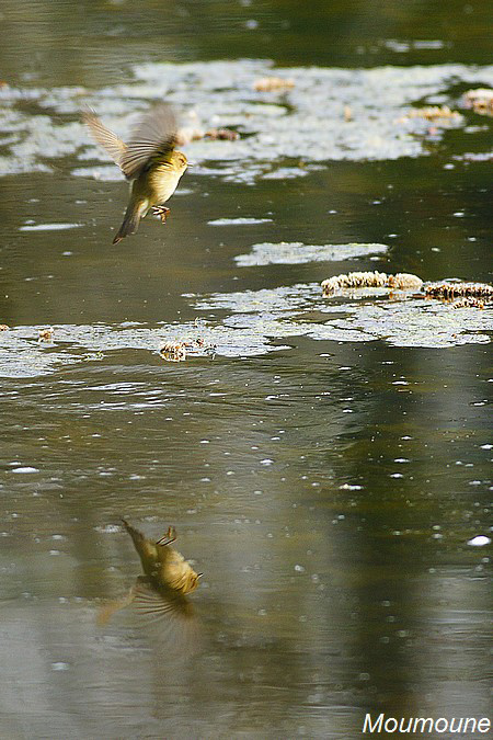 Les Oiseaux en libert 3 - Page 35 Dsc07421