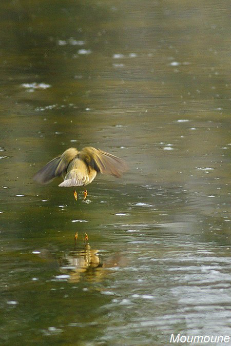 Les Oiseaux en libert 3 - Page 35 Dsc07422