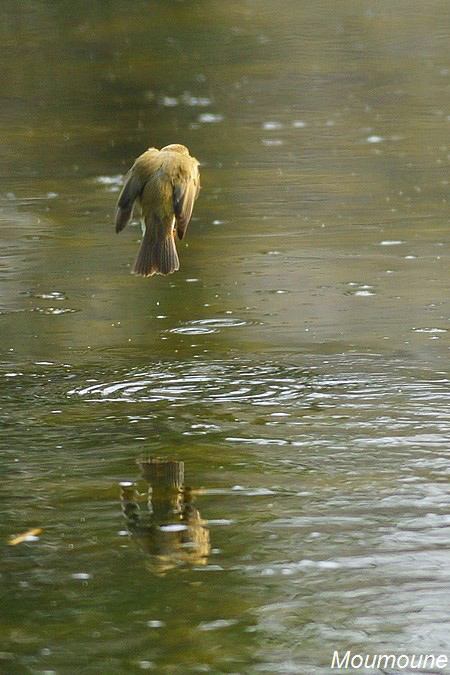 Les Oiseaux en libert 3 - Page 35 Dsc07423