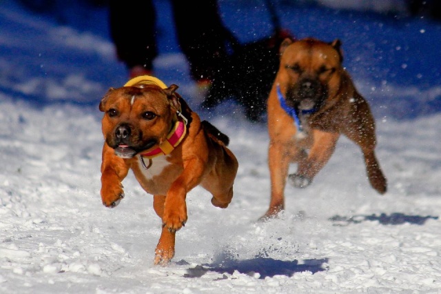 Staffies running shots - Page 2 62553910