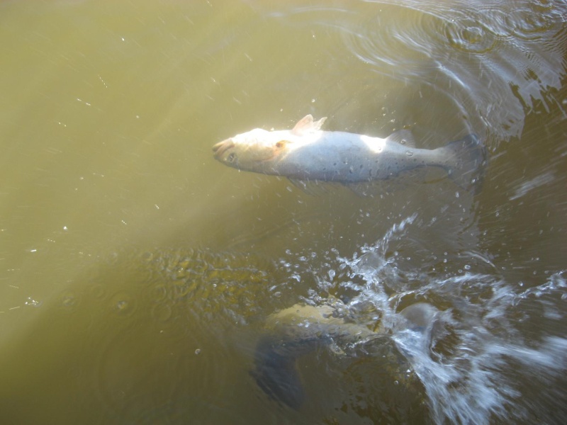 Gulf Coast Game Fish, Ugly Stik, Hollywood, DOA crush delta specks 10-29-2008 Double10