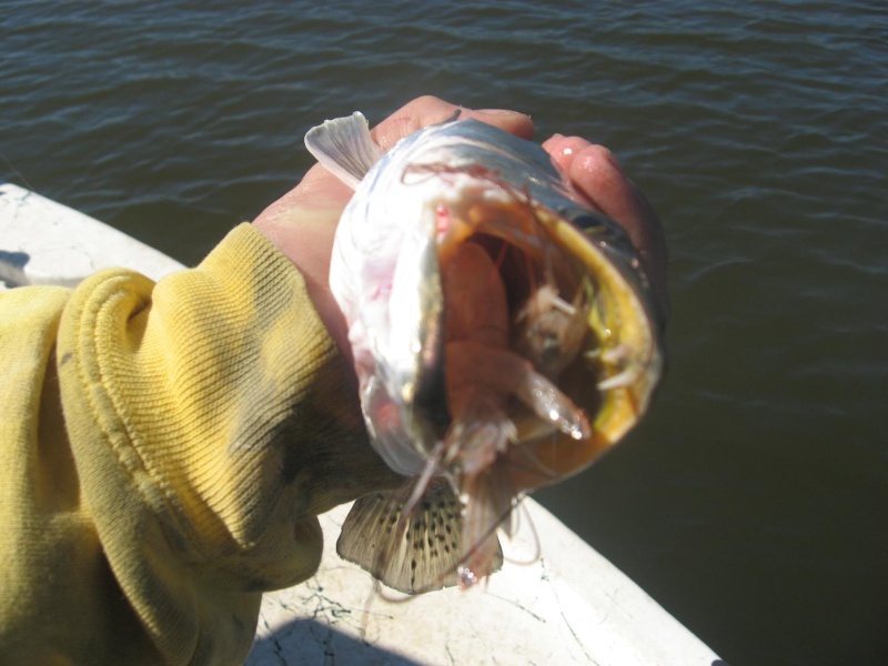 Gulf Coast Game Fish, Ugly Stik, Hollywood, DOA crush delta specks 10-29-2008 Hollyw10