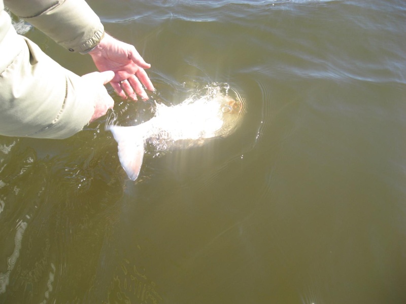 Gulf Coast Game Fish, Ugly Stik, Hollywood, DOA crush delta specks 10-29-2008 Redfis12