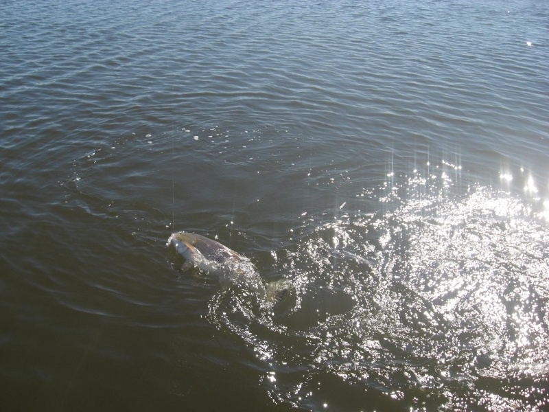 Gulf Coast Game Fish, Ugly Stik, Hollywood, DOA crush delta specks 10-29-2008 Slot_r10