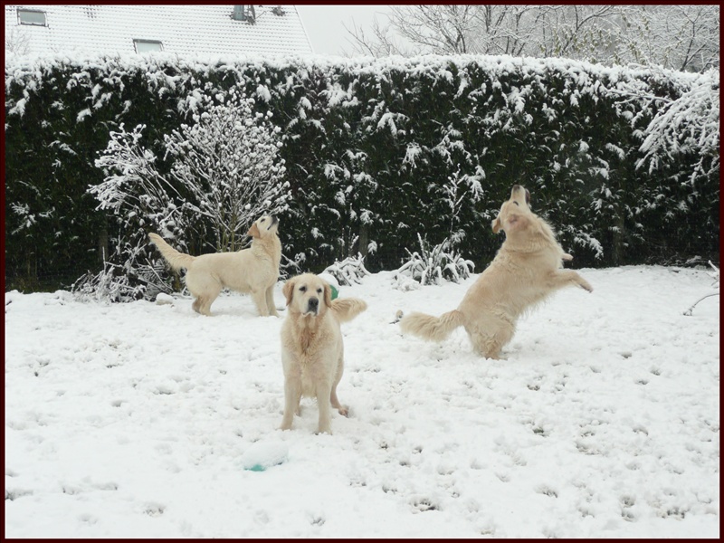 chiens à la neige P1000311