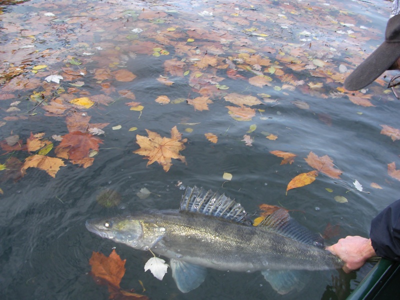 gros fish , attention danger ! Sany0012