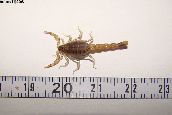 Scorpions - Djibouti (Afrique de l'Est) 22_mm10