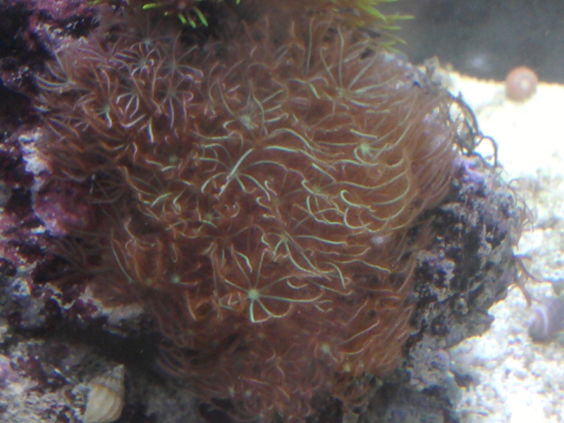 nano marinus 30 litres 2013-011