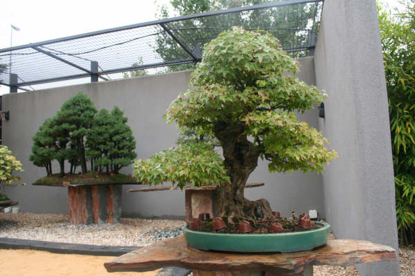 Museo bonsai Alcobendas Museo_18