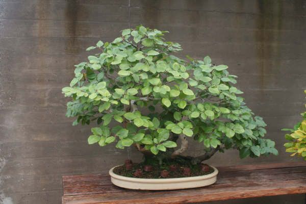 Museo bonsai Alcobendas Museo_30