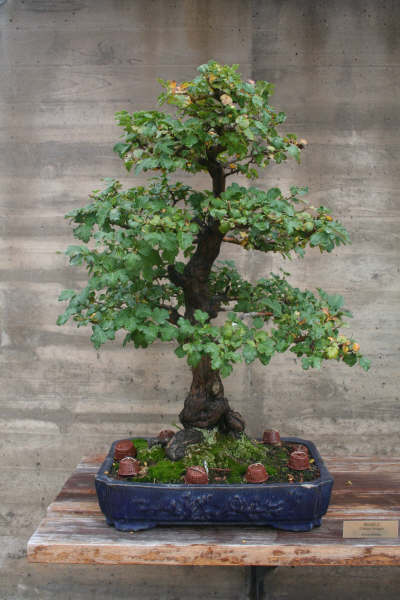 Museo bonsai Alcobendas Museo_43