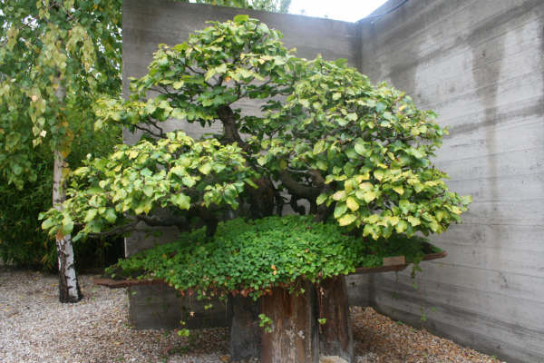 Museo bonsai Alcobendas Museo_45