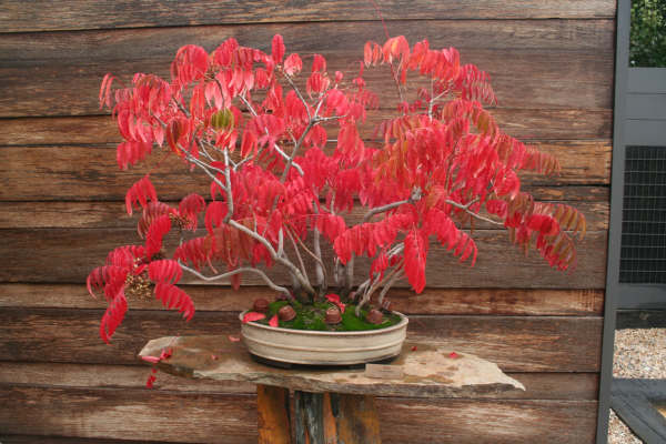 Museo bonsai Alcobendas Museo_46