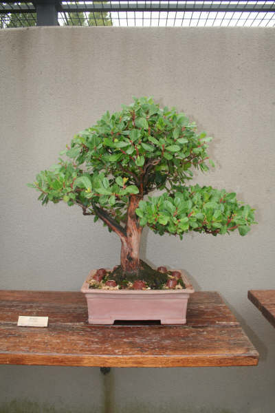 Museo bonsai Alcobendas Museo_60