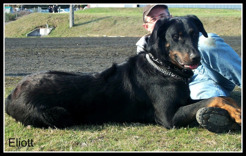 Eliott de la sierra du cantal cherche fiance !!! Csau_e11