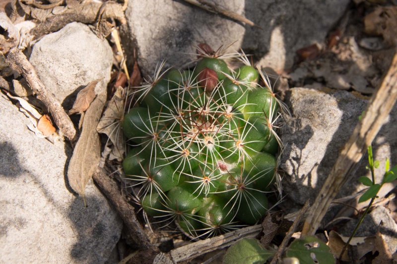 MELALEUCA - Mammillaria melaleuca 2012-010