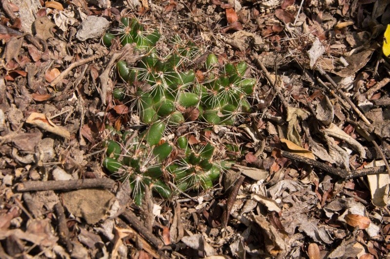 Mammillaria melaleuca 2012-011