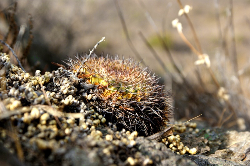 Mammillaria chaletii - a new species from north-western Durango Fig_3_10