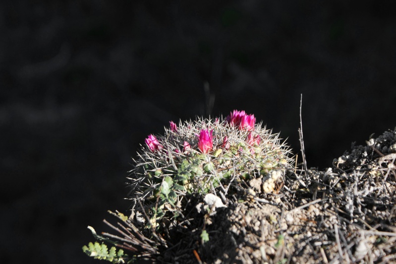 Mammillaria chaletii - a new species from north-western Durango Fig_5_10