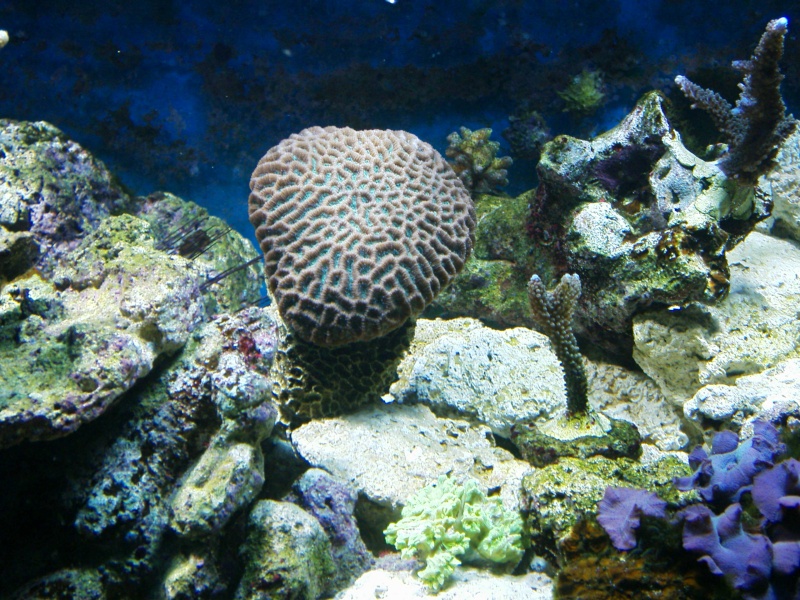 ma  barrière de corails: arrêt de mon récifal Photo_17