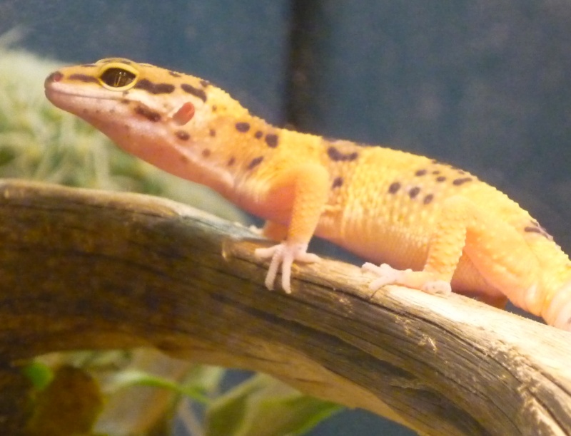 Je vous Présente Cahide! (Eublepharis macularius) Gecko211