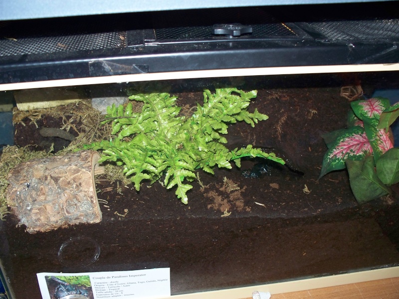 Terrarium de mes Mygales et Scorpions - Page 3 Photo_31